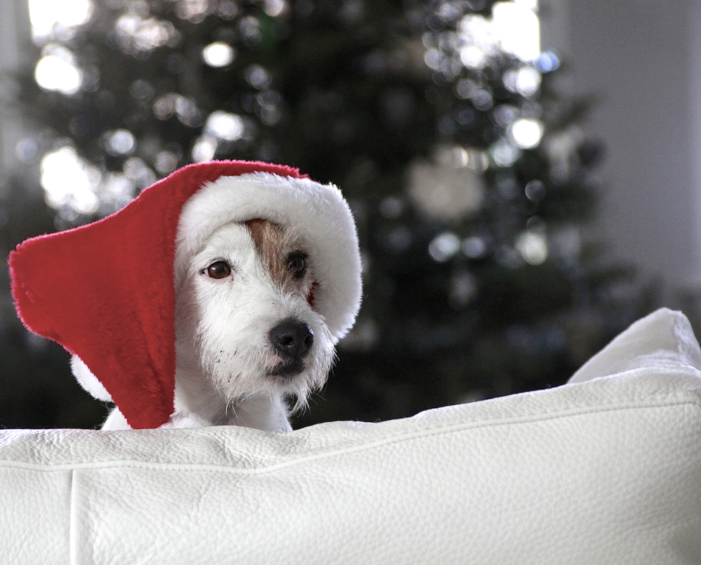 I regali di Natale per Fuffi e Fido