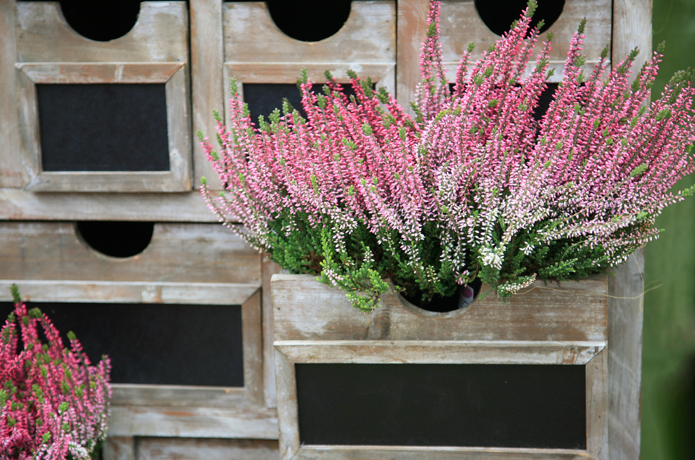 Piante e fiori invernali