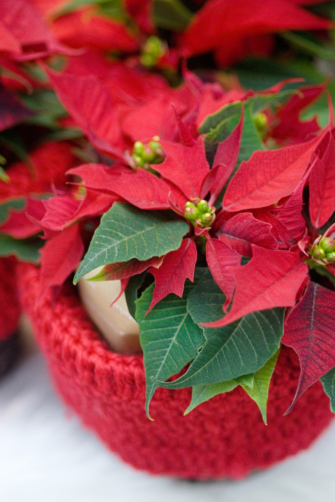 Le piante simbolo delle Feste