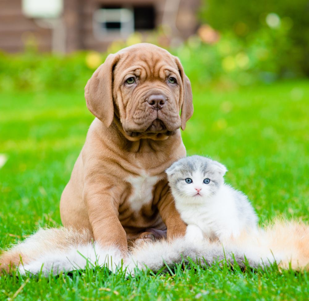 Una casa a prova di cane e gatto