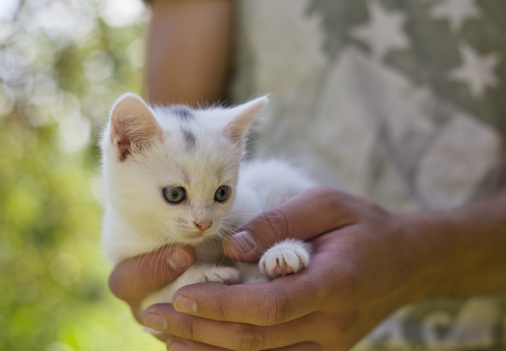 Un gatto in casa: tutto sulle razze feline