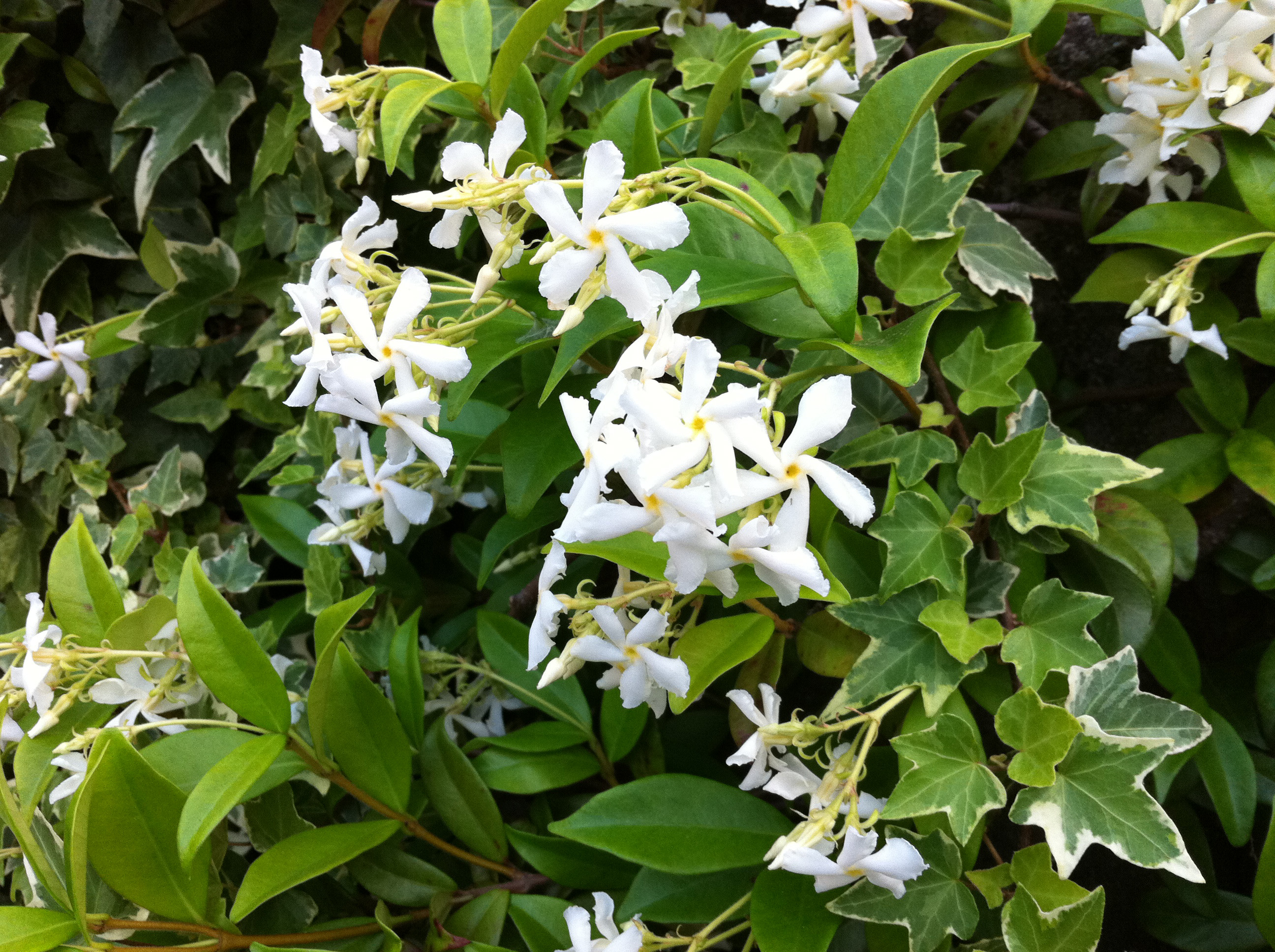 Gelsomino - Jasminum fam Oleaceae