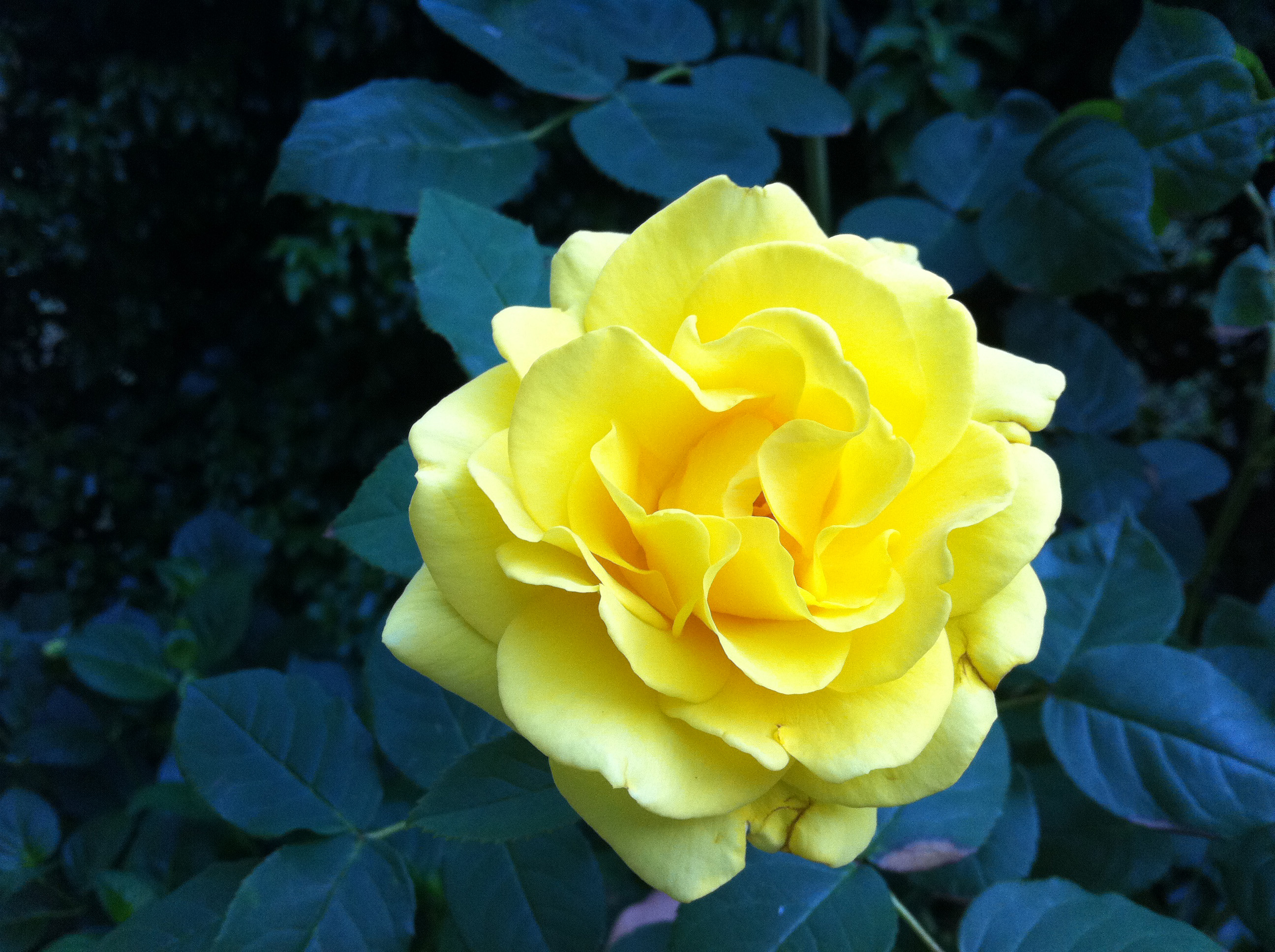 Rosa - Rosa fam Rosaceae