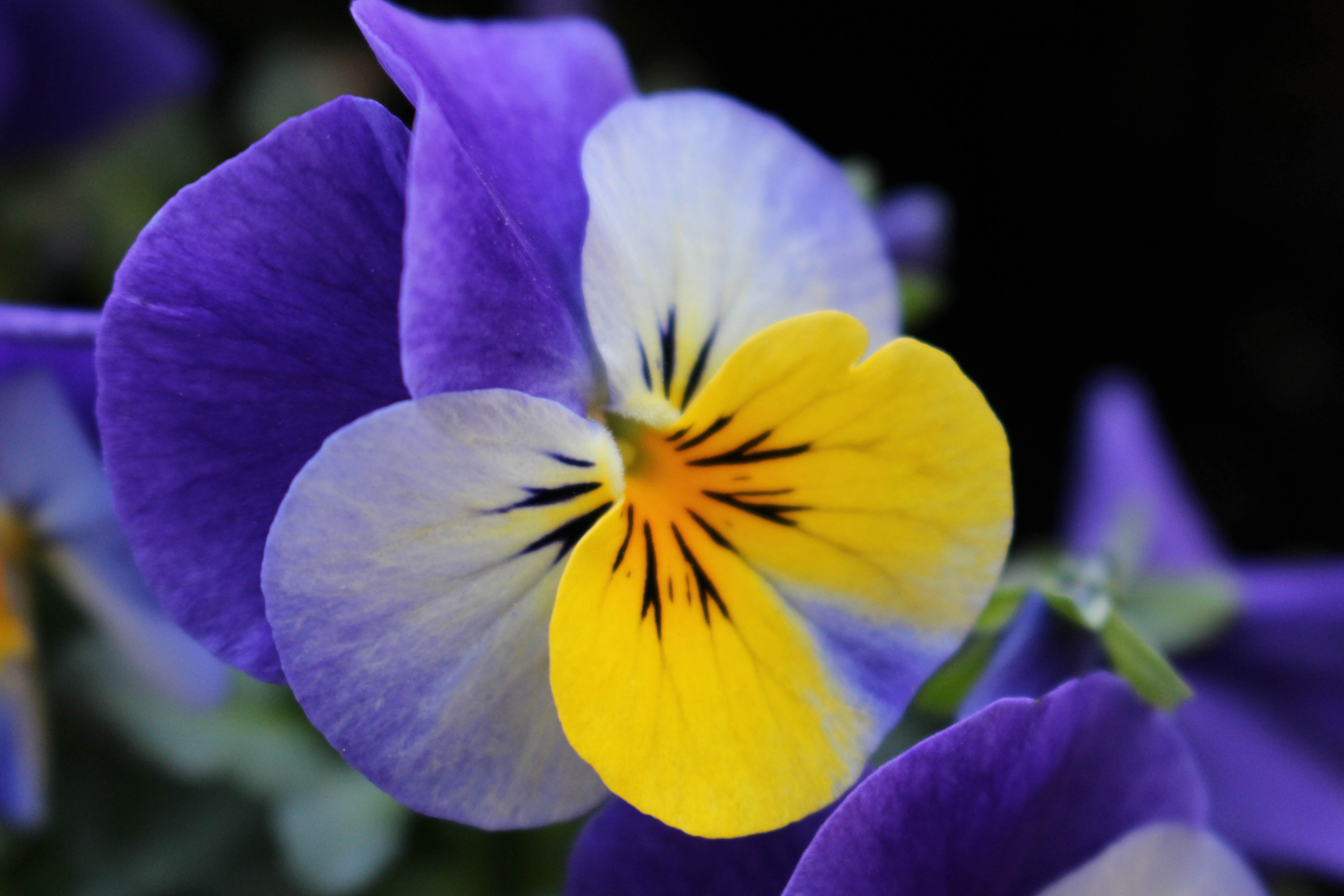Giardino d’inverno con fiori e arbusti