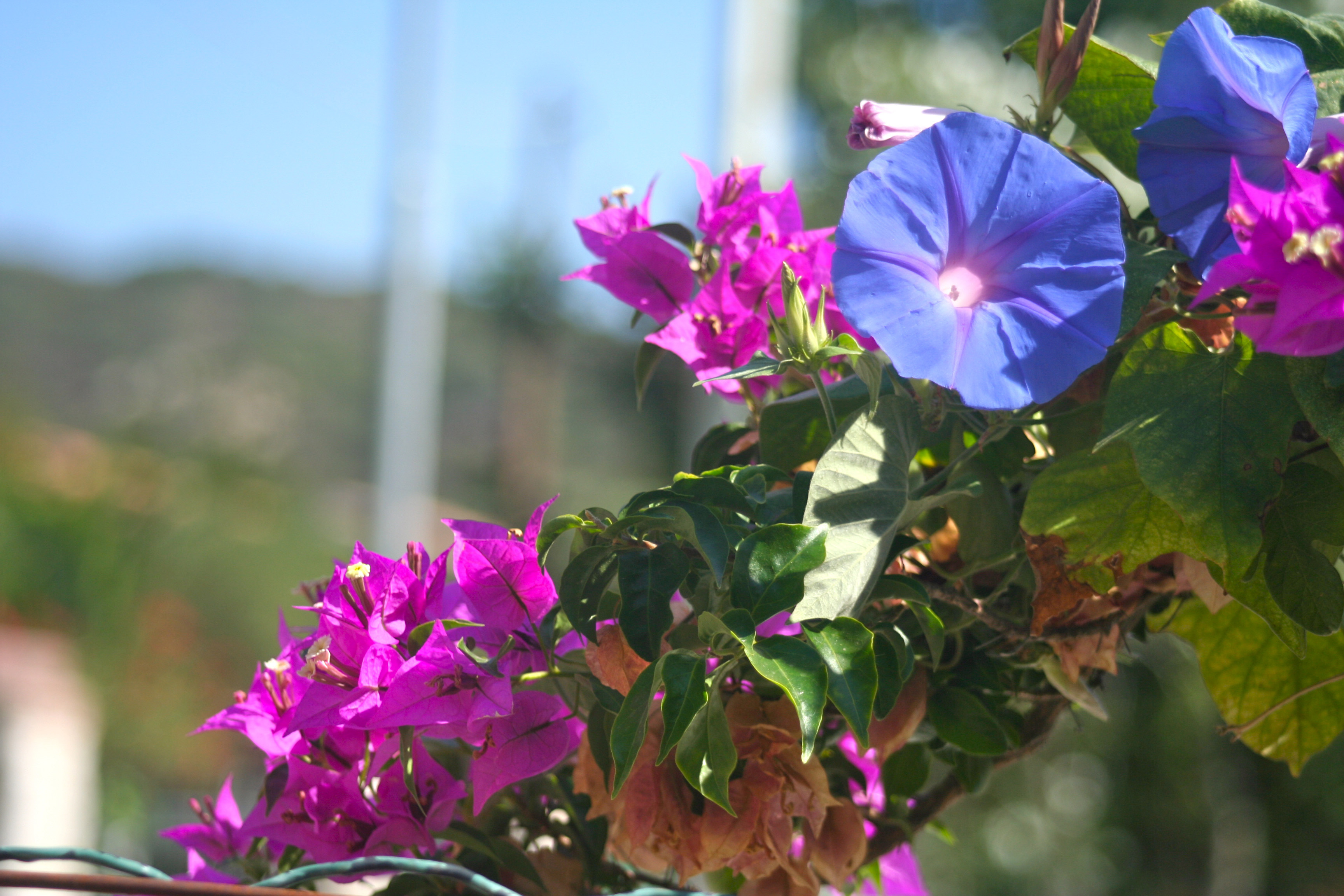 Buganvilla - Bougainvillea fam Nyctaginaceae