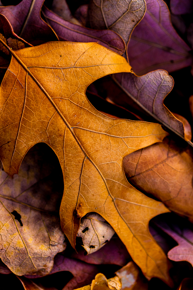 shutterstock_114230701_0.jpg