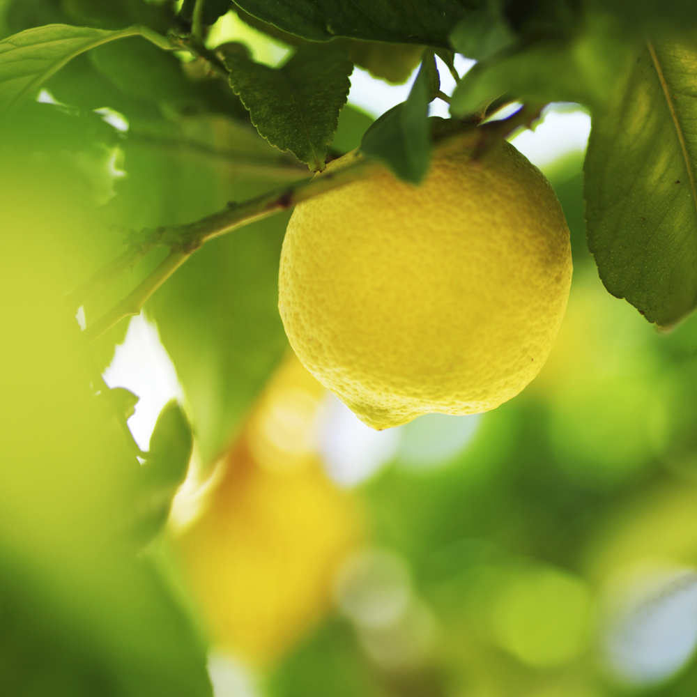 Trucchi di pulito con il limone
