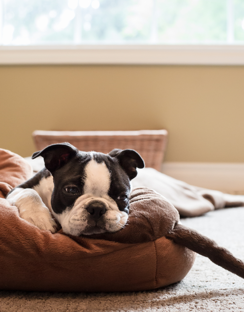 Come pulire la cuccia del cane