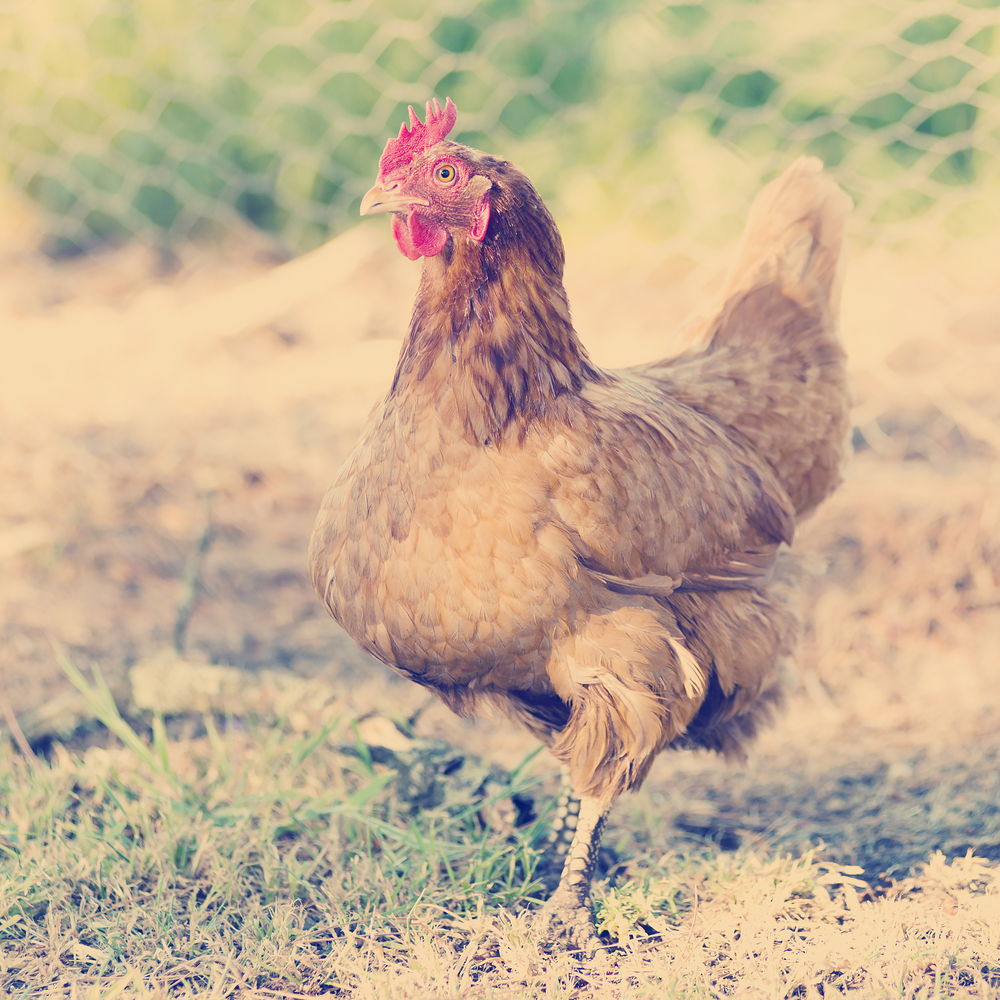 Adotta una gallina!