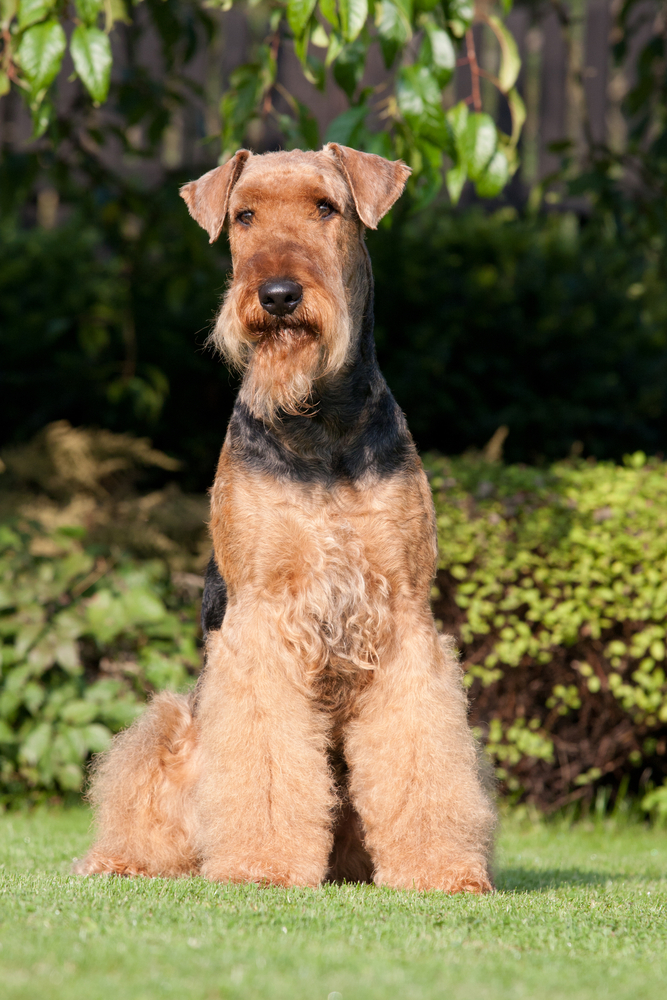 Airedale Terrier - Terrier