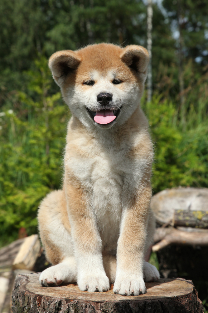 Akita Inu - Cani da lavoro