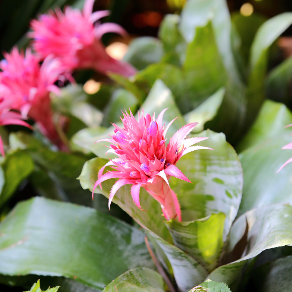 Aechmea fasciata - Aechmea Fasciata fam Bromeliaceae