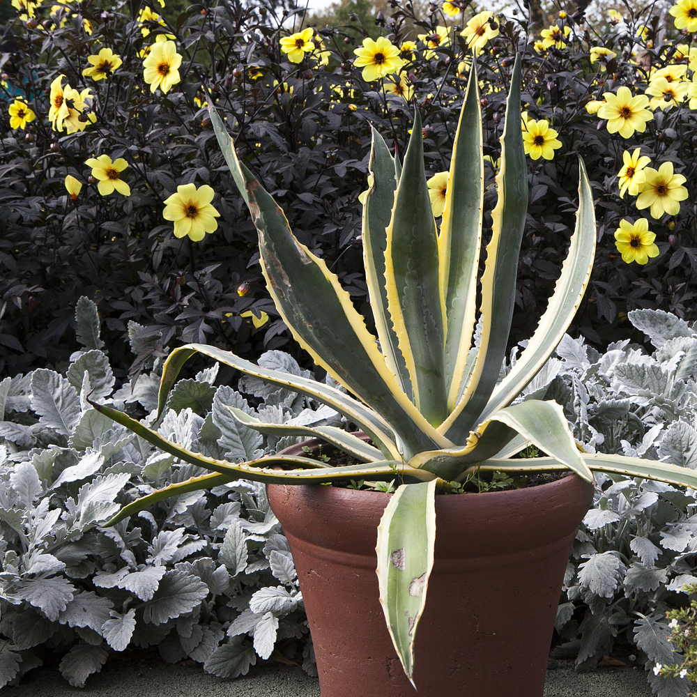 Agave - Agave fam Agavaceae
