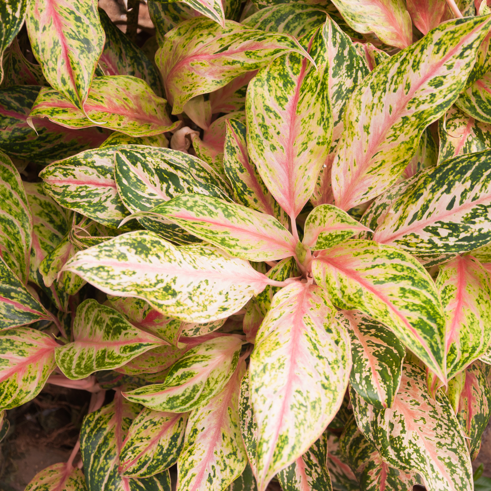 Aglaonema - Aglaonema fam Araceae