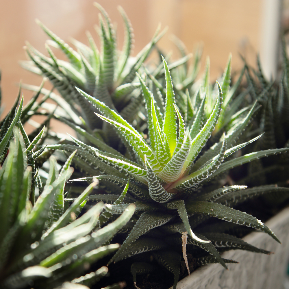 Aloe - Aloe fam Liliaceae