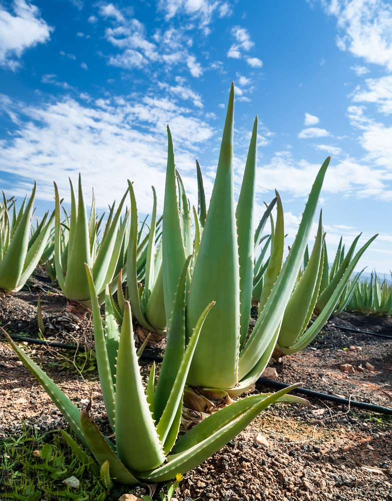 Aloe vera, elisir di lunga vita