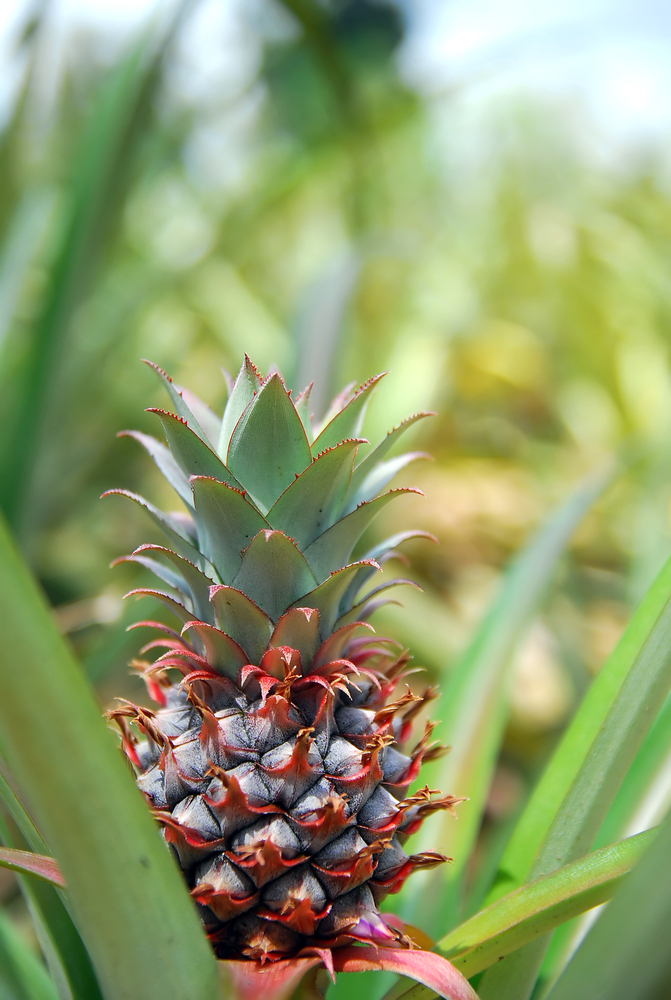 Ananasso - Ananas Comosus fam Bromeliaceae