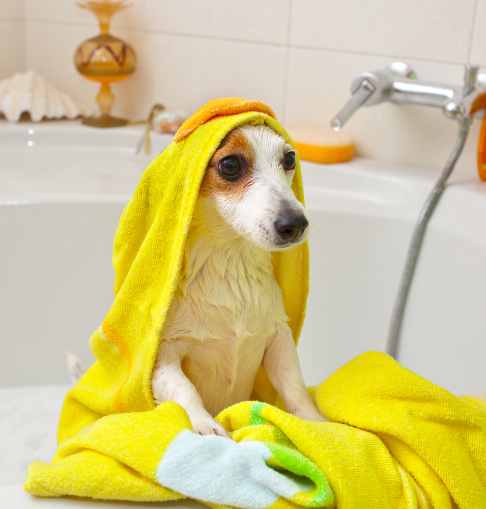 Anche Fido fa il bagnetto