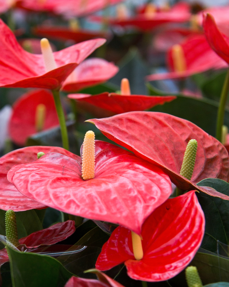 Anturio - Anthurium fam Araceae