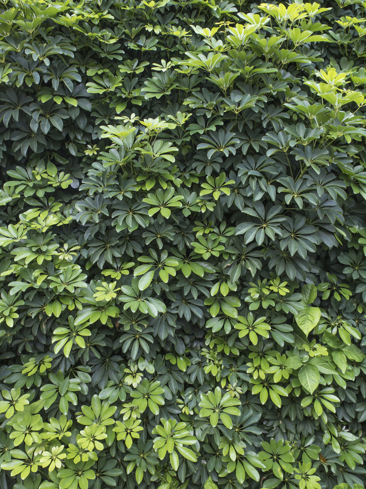 Aralia - Aralia fam Araliaceae