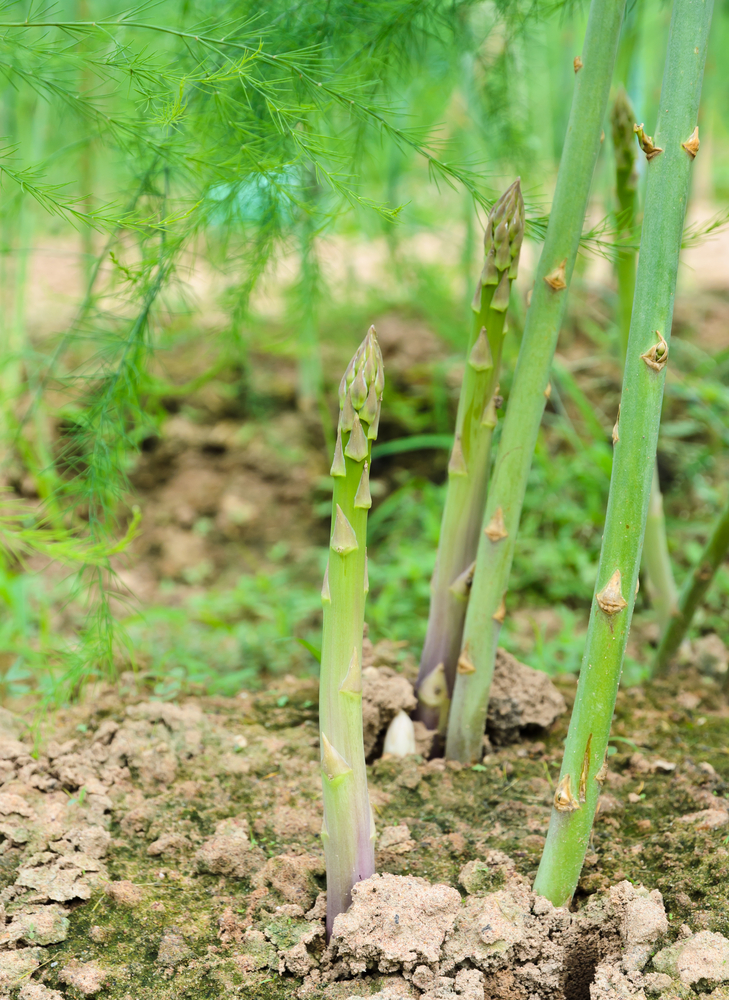 Asparagina - Asparagus Sprengeri fam Liliaceae