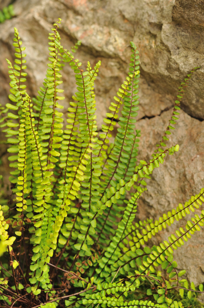 Asplenio - Asplenium Nidus Avis fam Polypodiaceae