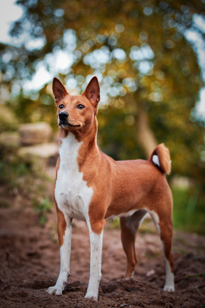 Basenji - Levrieri e segugi