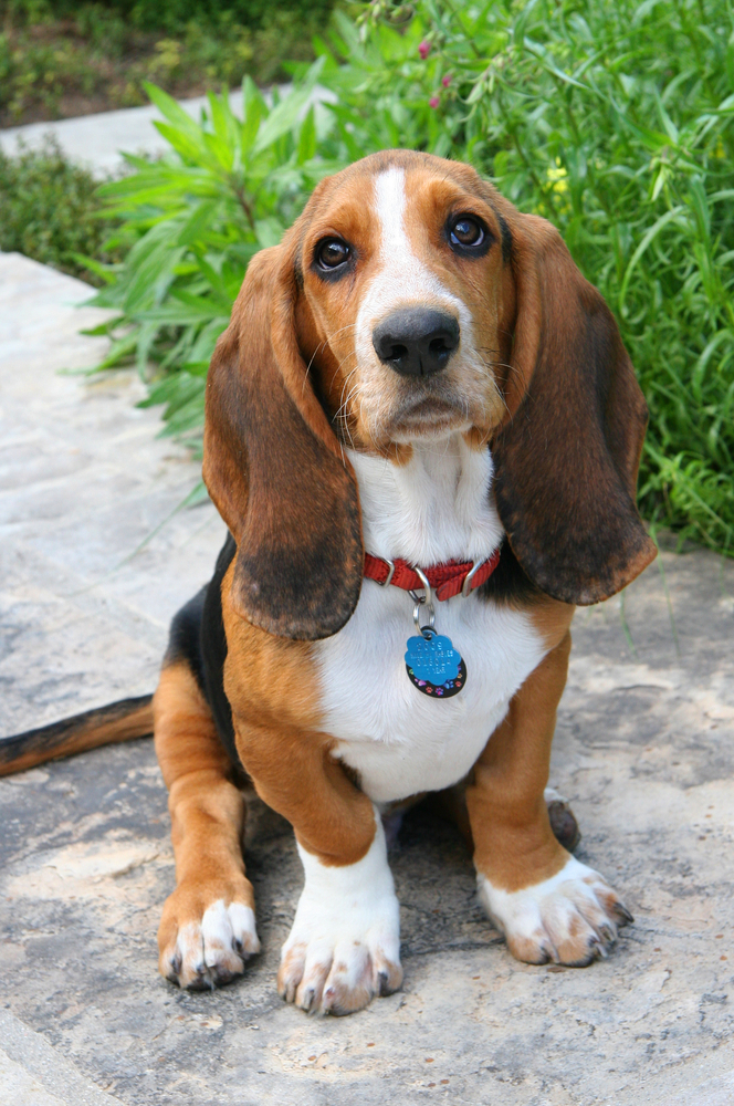 Basset Hound - Levrieri e segugi