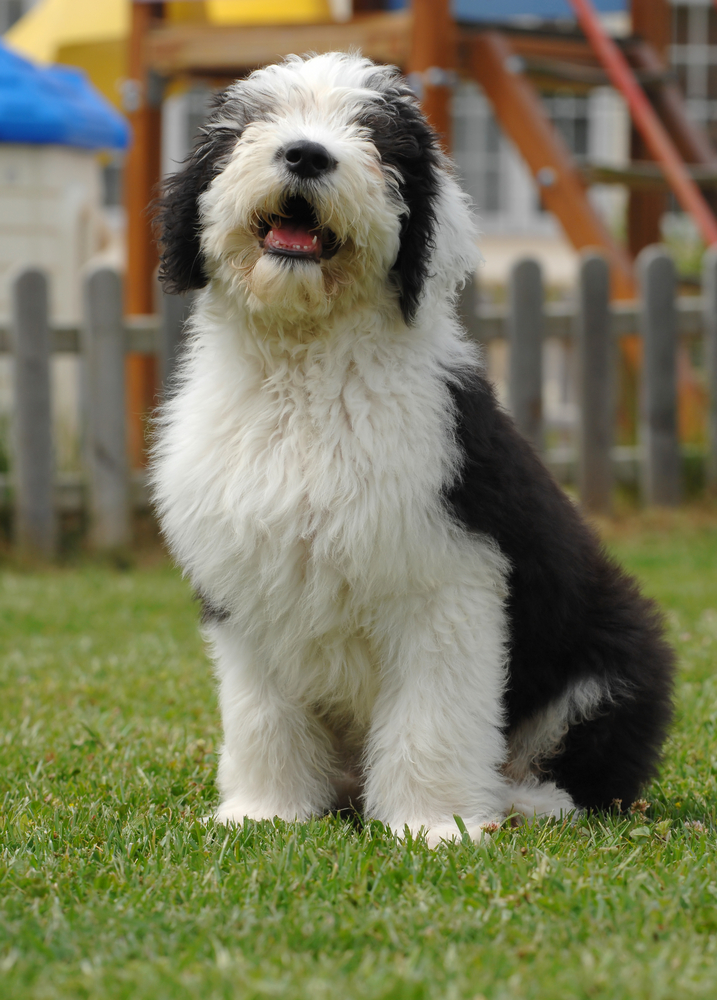 Bobtail - Cani da pastore