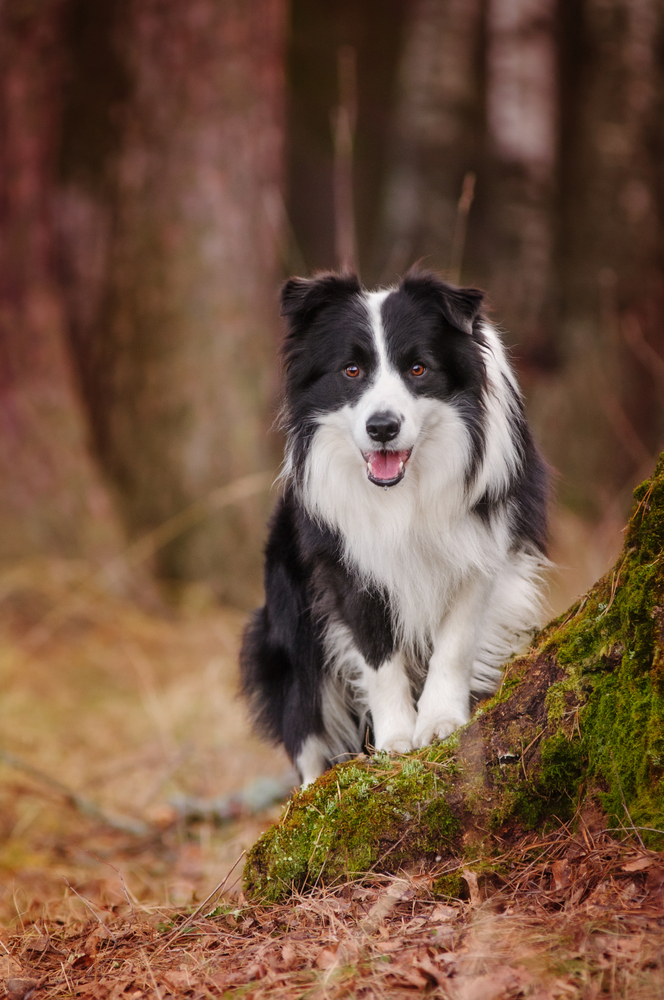 Border Collie - Cani da pastore