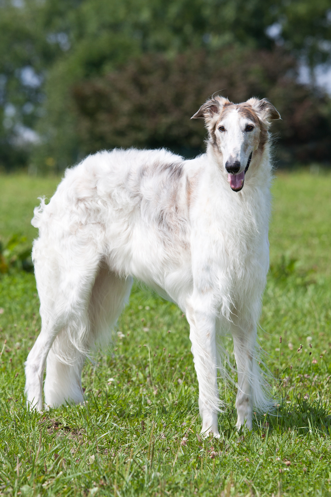 Borzoi - Levrieri e segugi