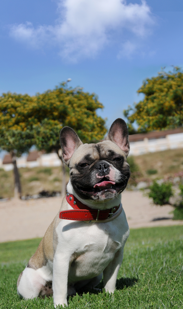 Bouledogue francese - Cani d'affezione
