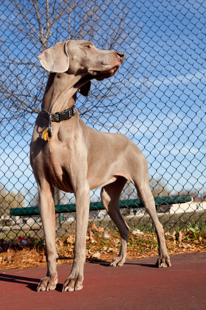 Bracco tedesco - Cani da Caccia