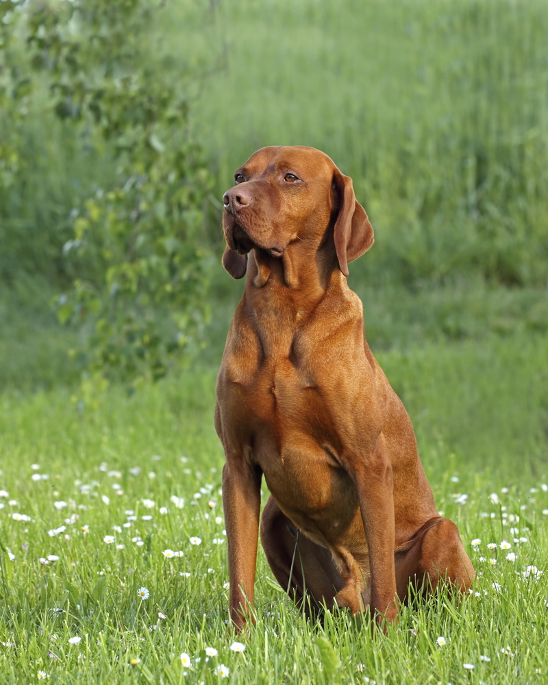 Bracco ungherese a pelo corto (Vizsla) - Cani da Caccia