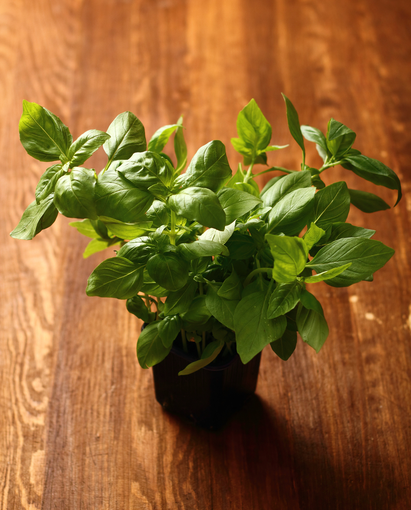 Basilico dalle mille proprietà