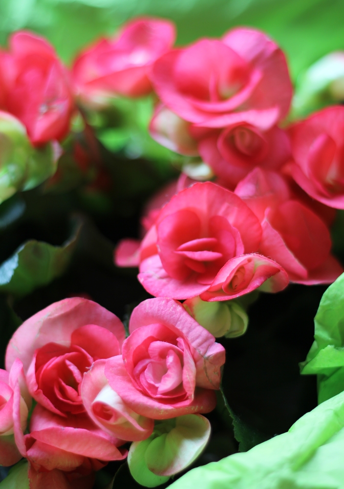 Begonia - Begonia fam Begoniaceae