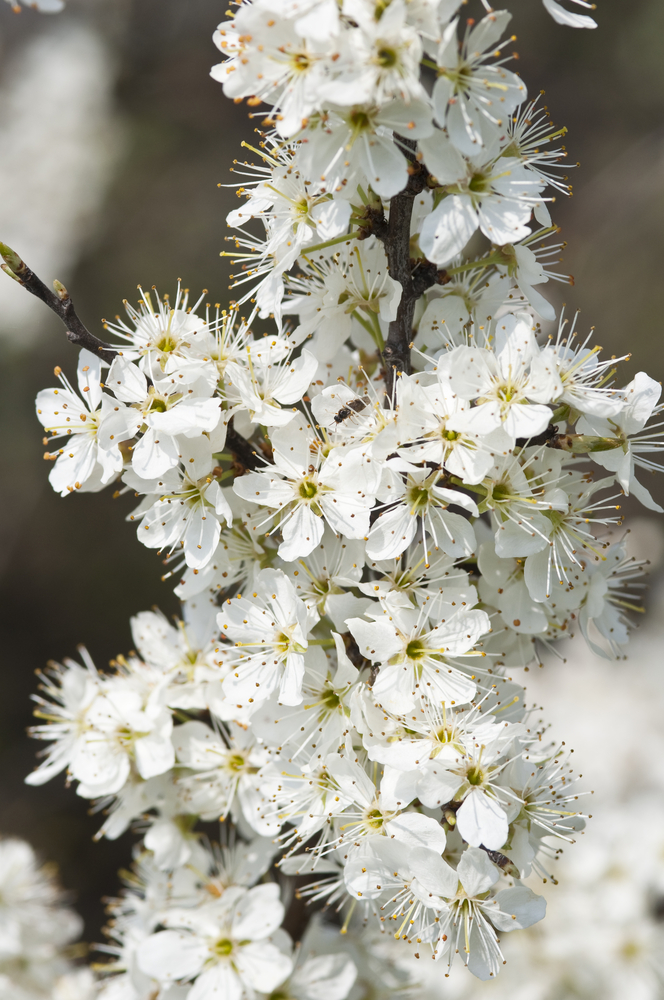 Biancospino - Crataegus fam Rosaceae