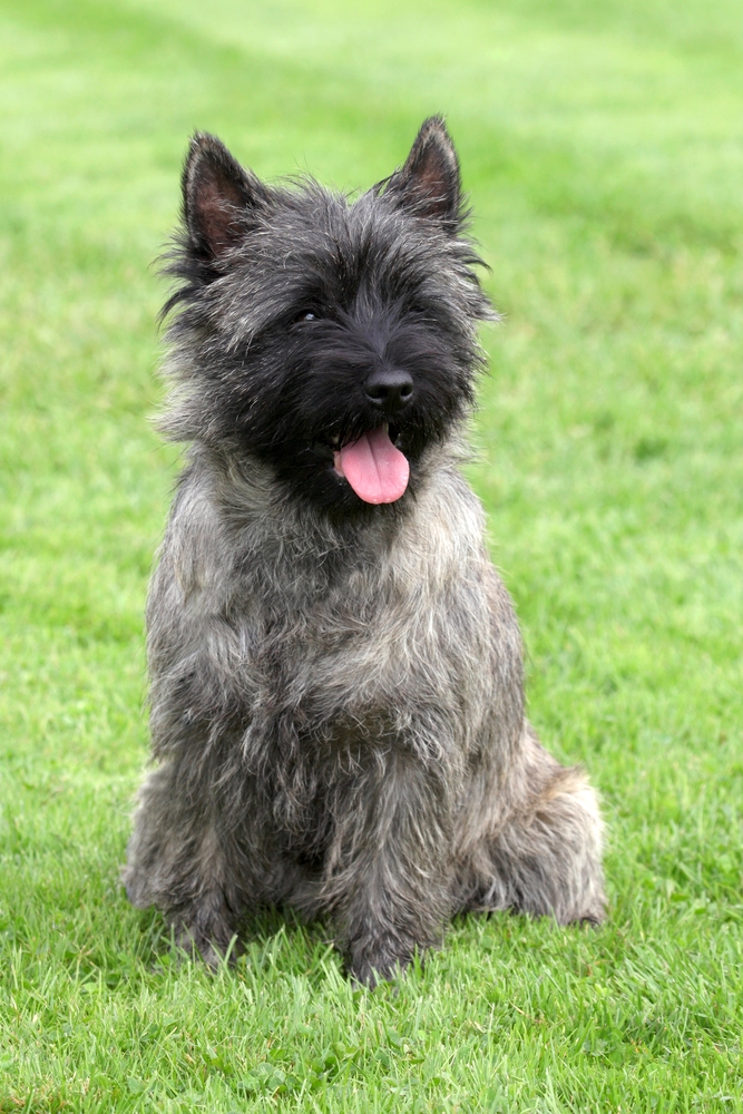 Cairn Terrier - Terrier