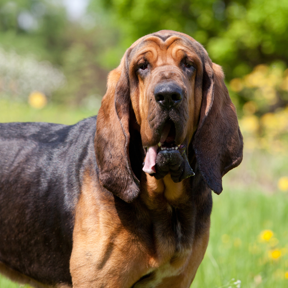 Cane di Sant’Uberto (Bloodhound) - Levrieri e segugi