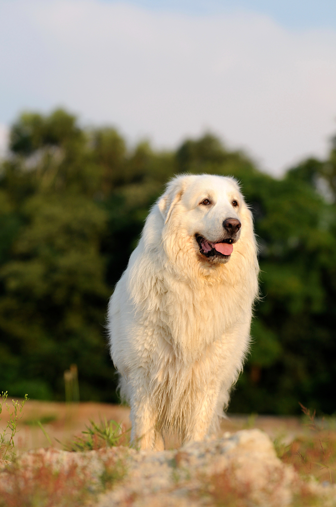 Cane da Montagna dei Pirenei - Cani da lavoro
