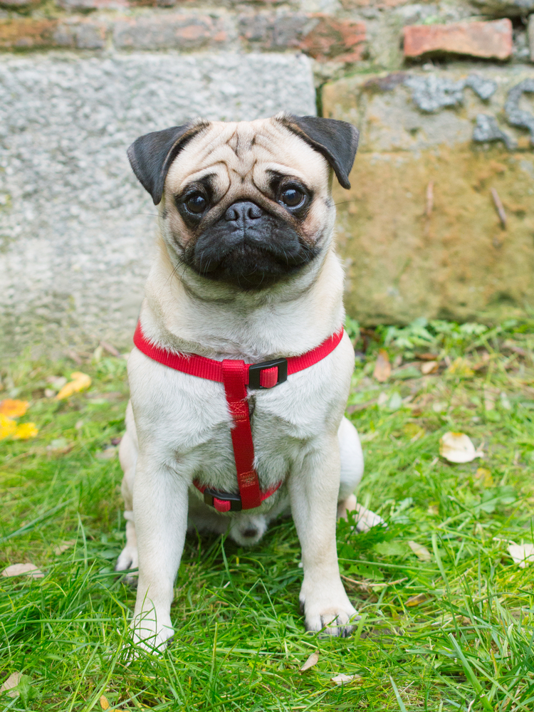 Carlino - Cani da grembo