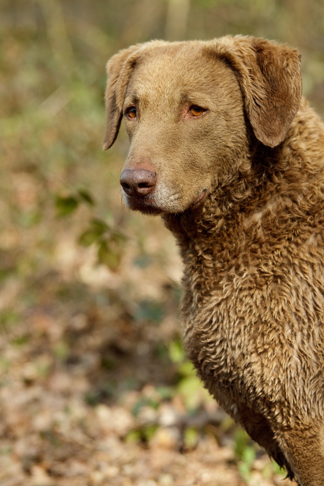 Chesapeake Bay Retriver - Cani da Caccia