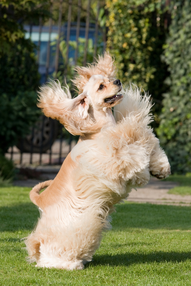Cocker Spaniel Americano - Cani da Caccia