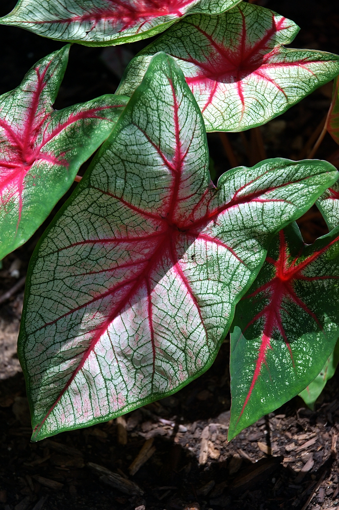 Caladio - Caladium Bicolor fam Araceae