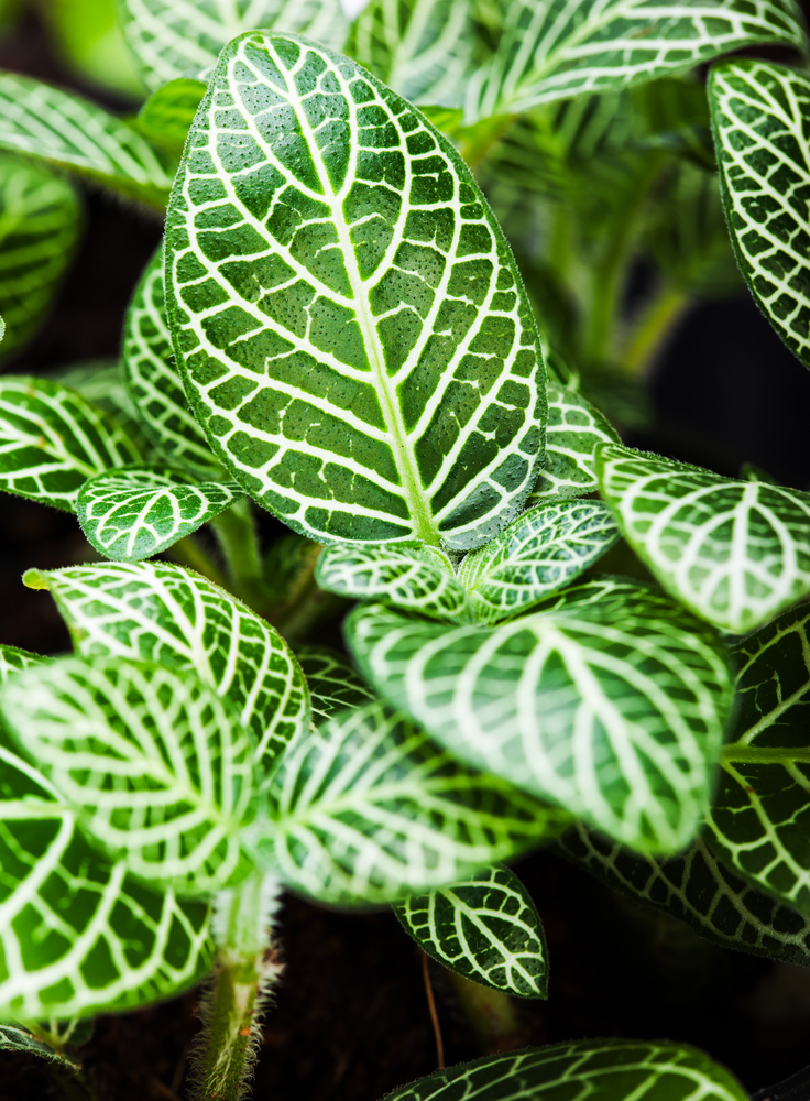 Come coltivare la calathea: 11 consigli utili