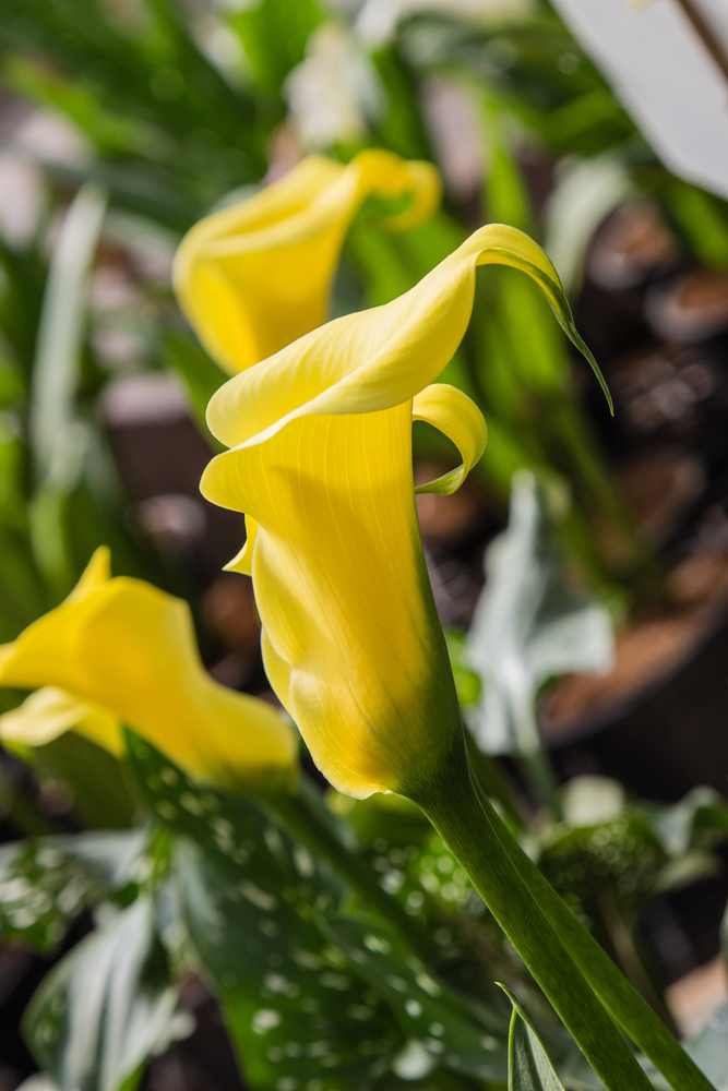 Calla - Zantedeschia Aethiopica fam Araceae