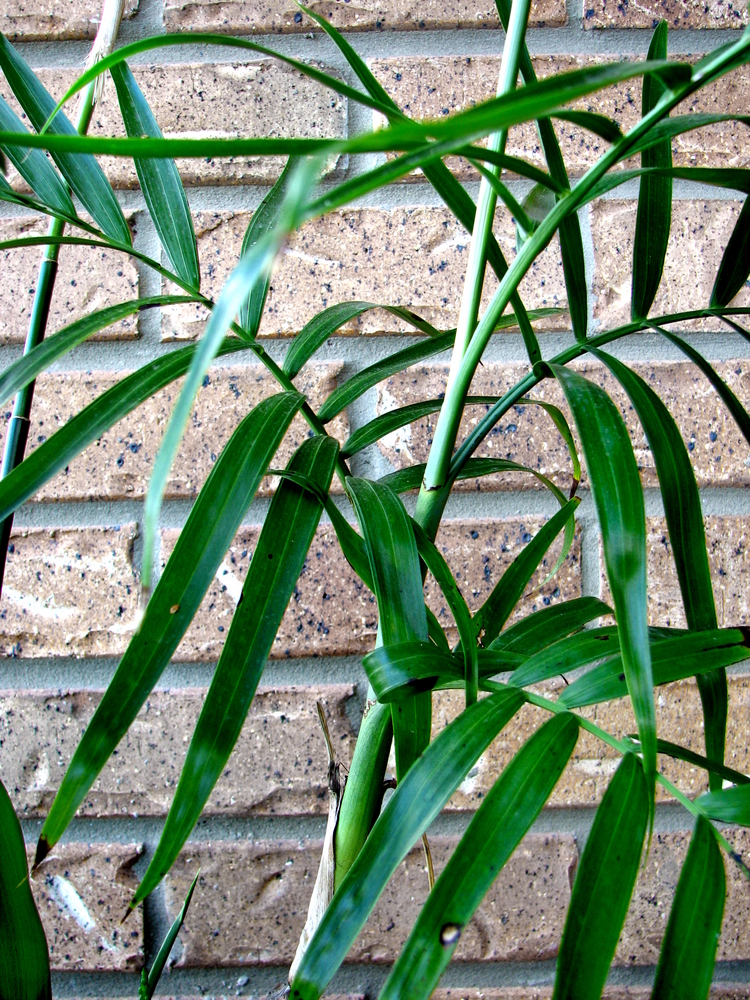 Camedorea - Chamaedorea Elegans fam Palmae