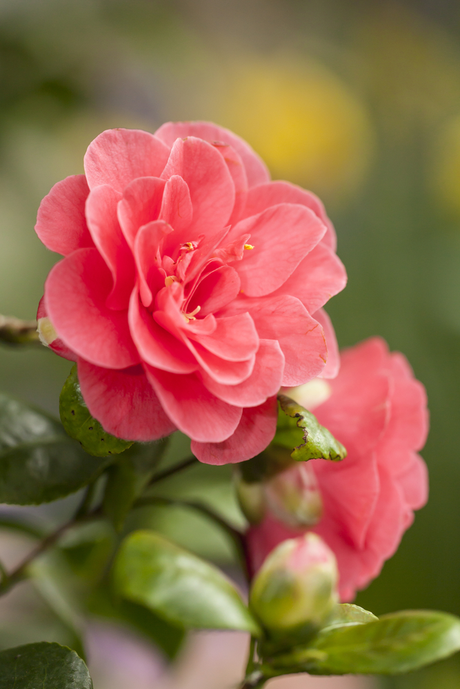 Camelia - Camellia fam Ternstroemiaceae