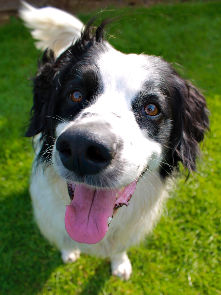 Naso del cane: freddo, asciutto o screpolato?