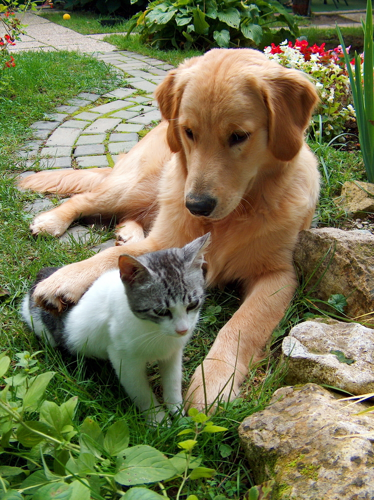 Cani e gatti a dieta